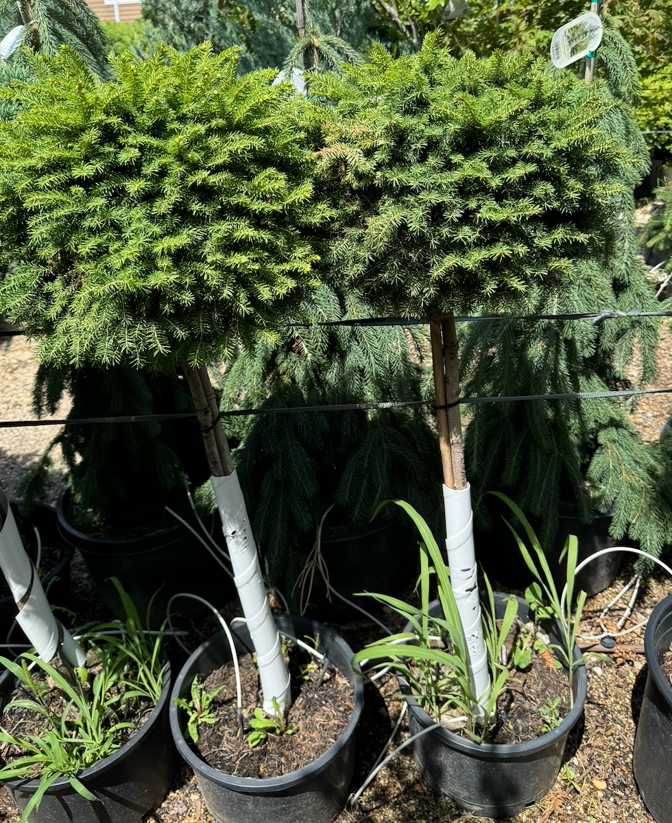 Little Gem Norway Spruce- grafted | Six Mile Nursery LLC