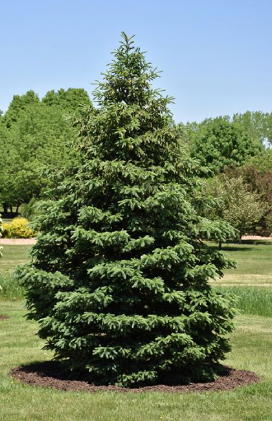 Six Mile Nursery LLC