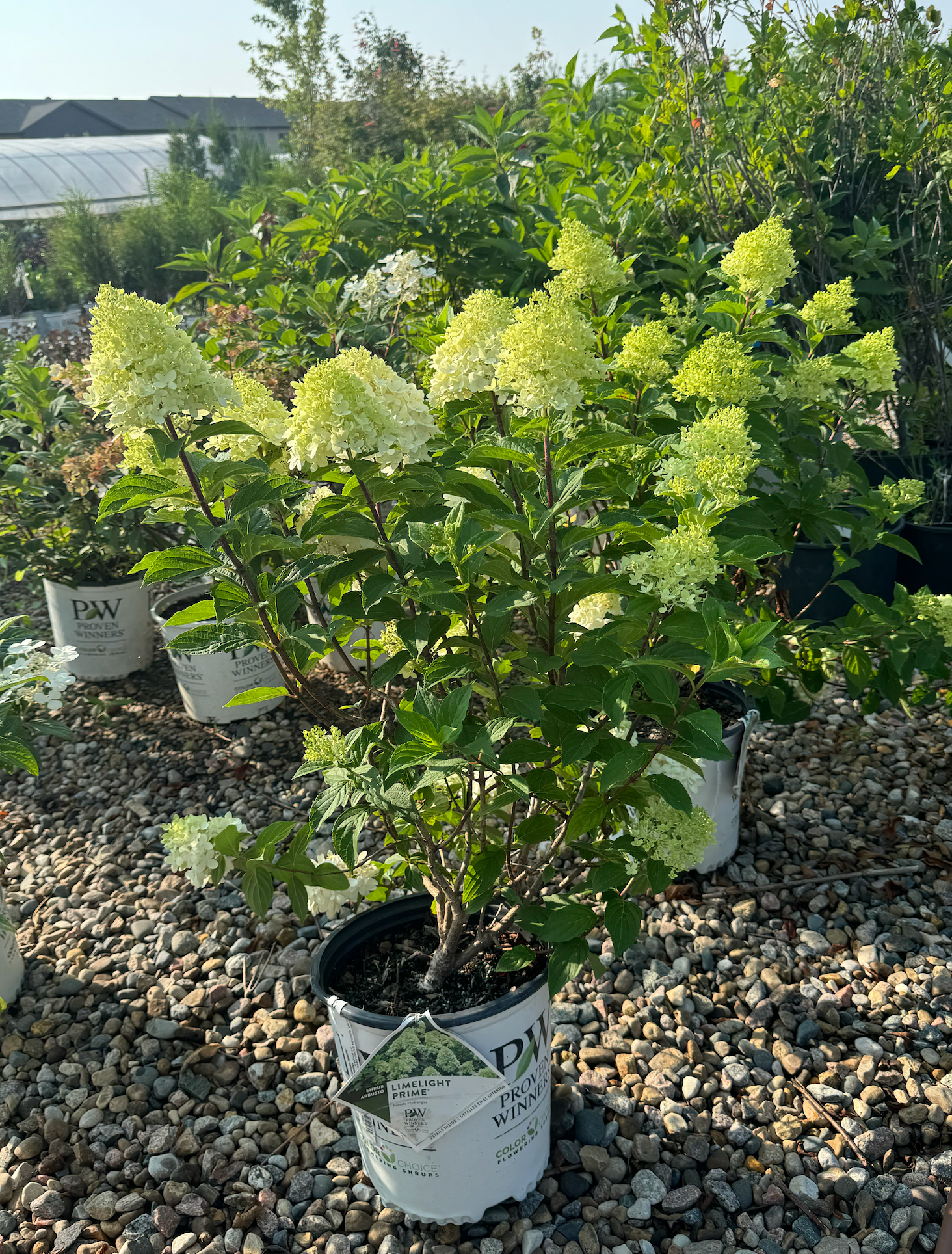 Hydrangea 'Limelight Prime' | Six Mile Nursery LLC
