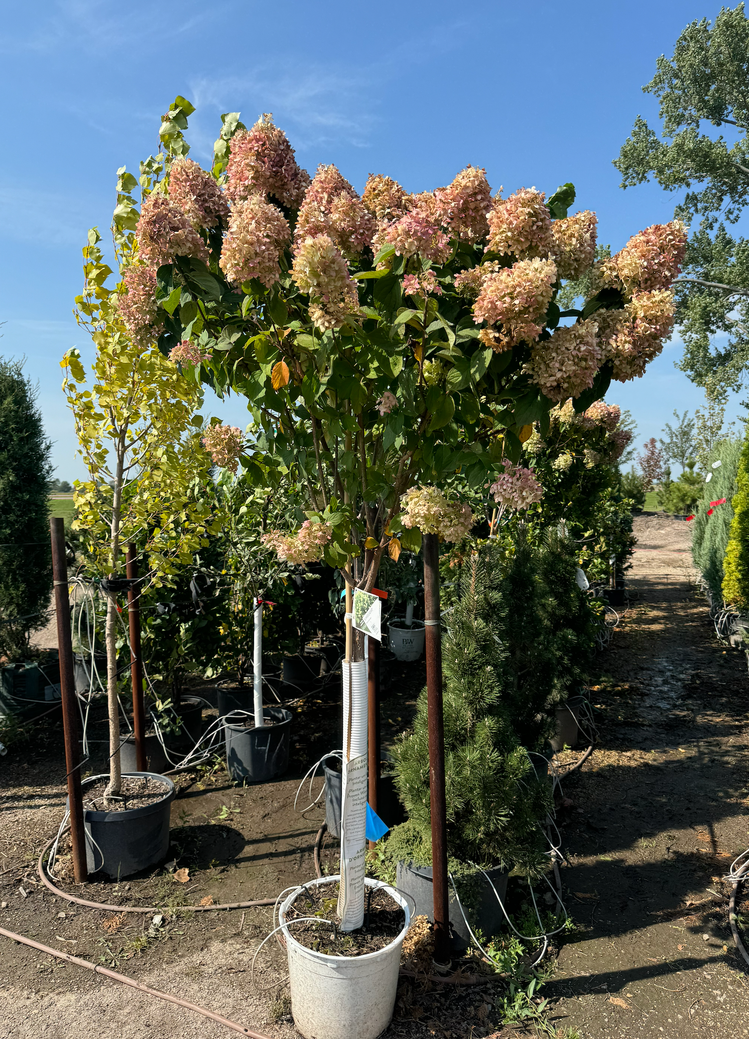 Hydrangea 'Limelight' -tree | Six Mile Nursery LLC