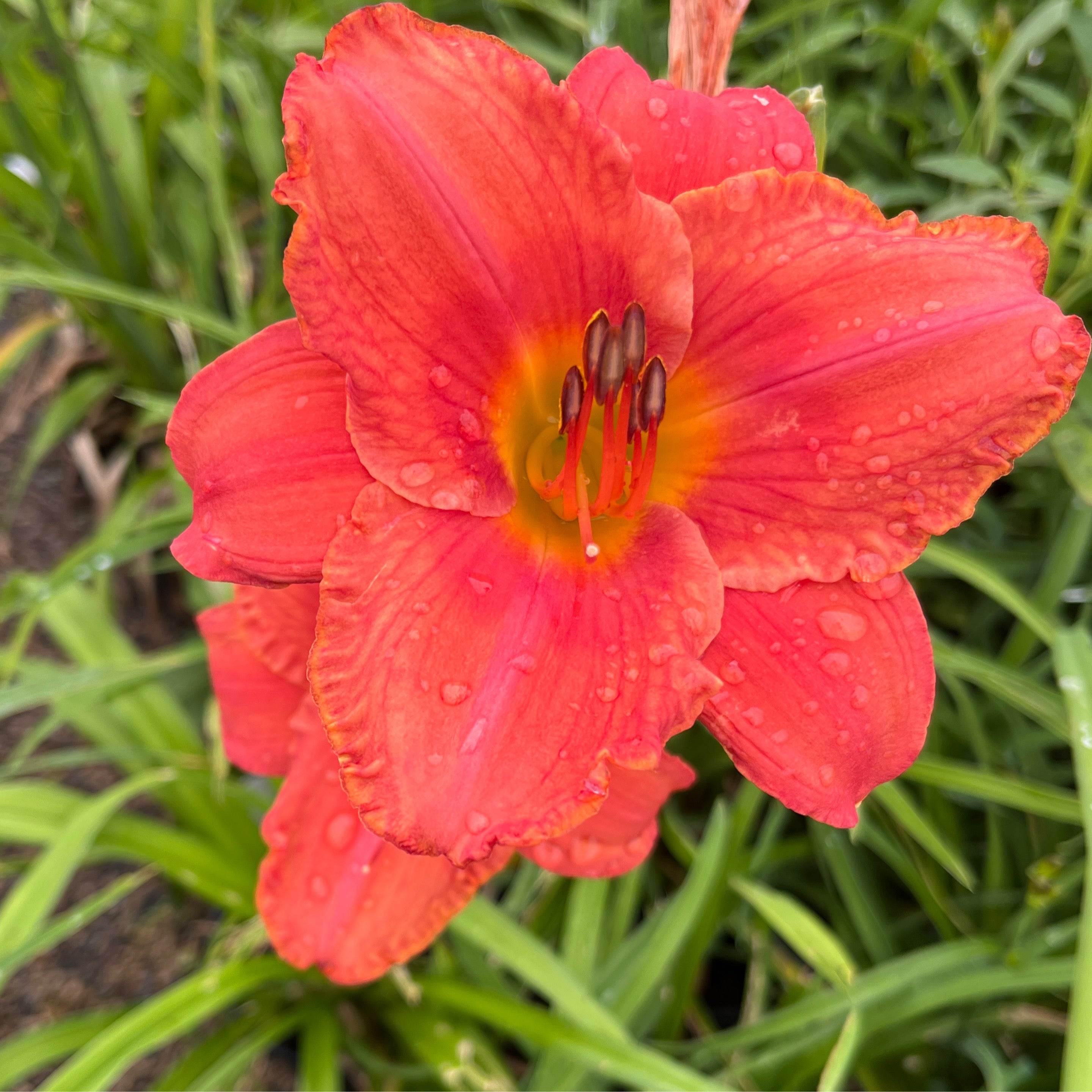 Hemerocallis south seas six mile nursery llc