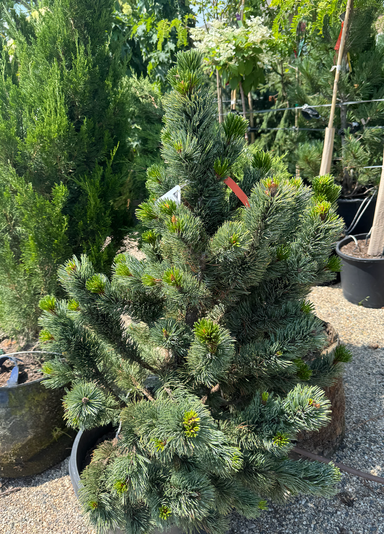 Trees - Evergreen | Six Mile Nursery LLC