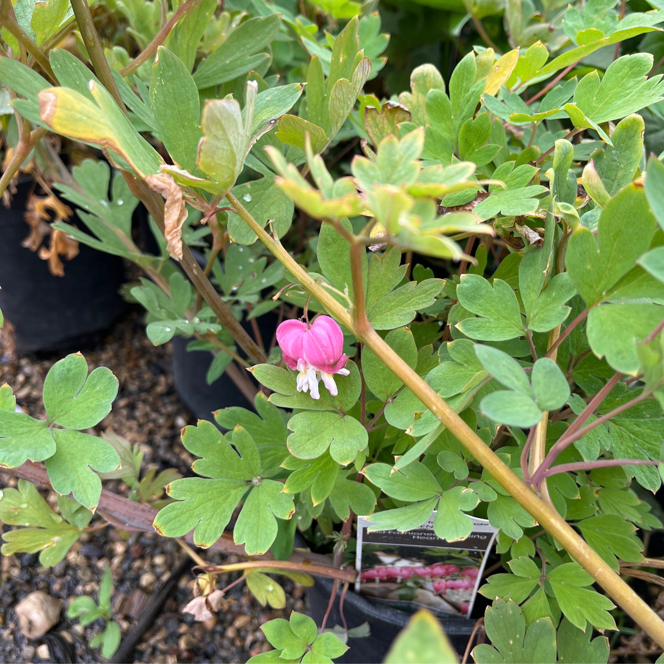 Dicentra 'OldFashioned Bleeding Heart' Six Mile Nursery LLC
