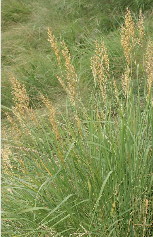 Grass Sorghastrum Nutans Indian Steel Indian Grass Six Mile