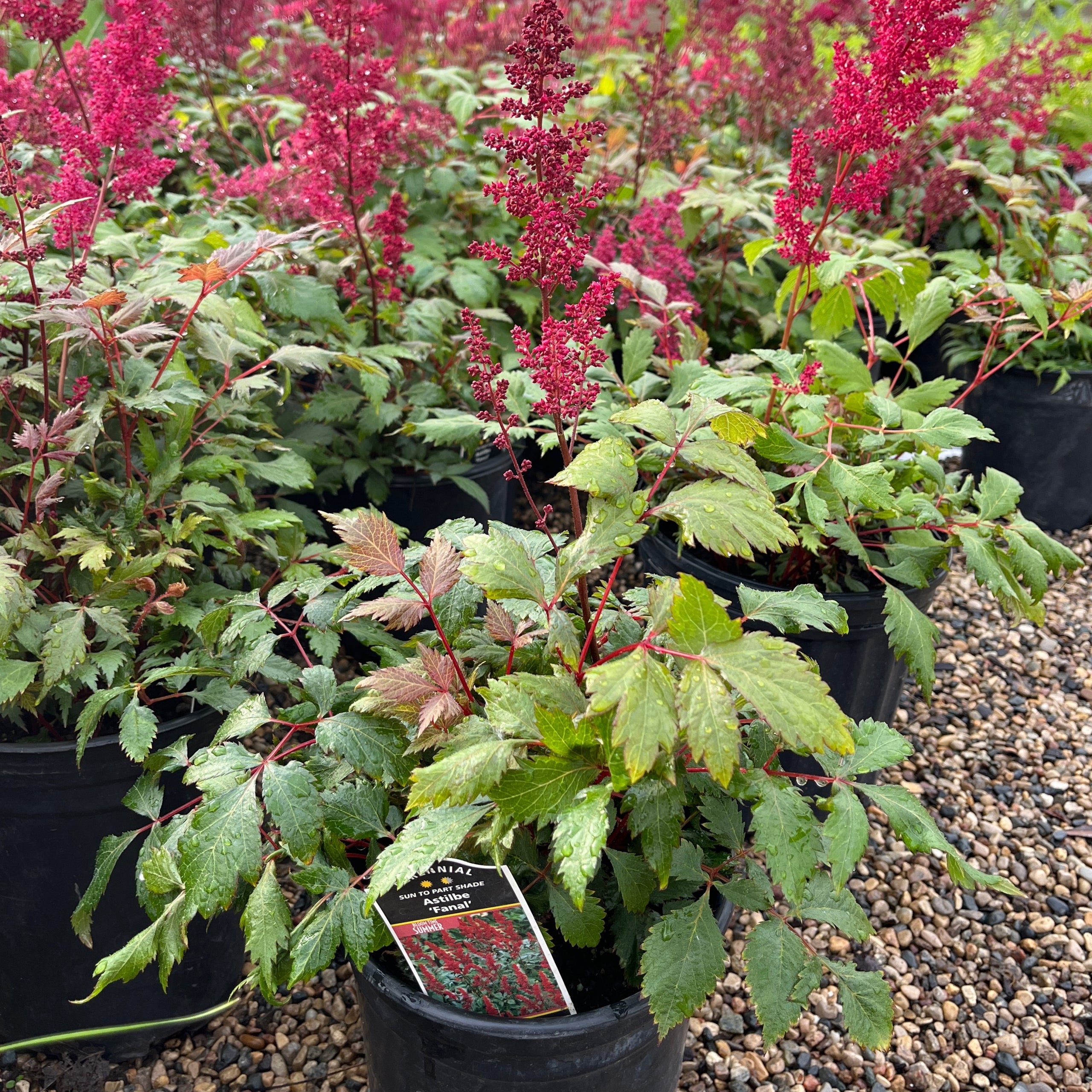 Astilbe 'Fanal' | Six Mile Nursery LLC