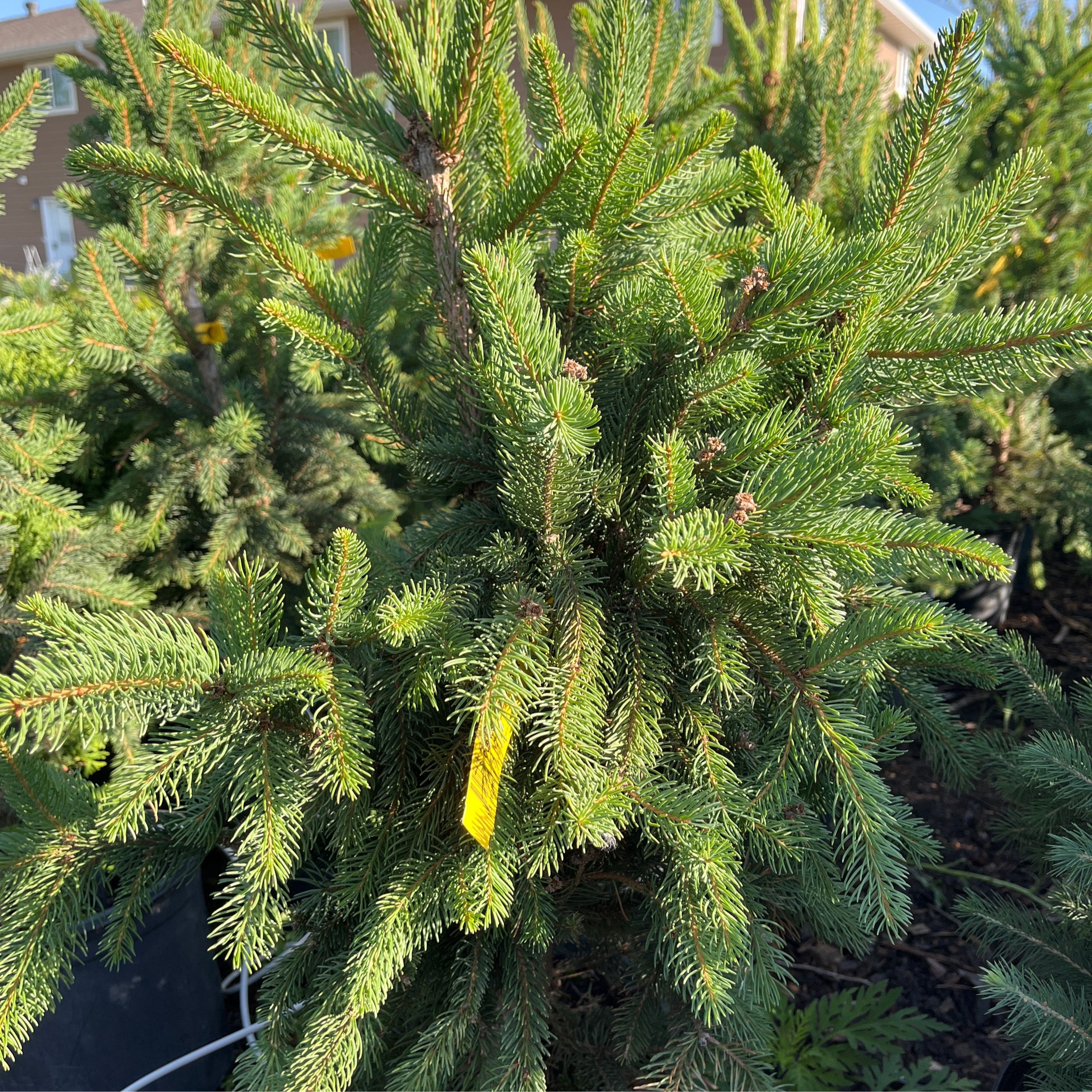 Cupressina Columnar Spruce | Six Mile Nursery LLC