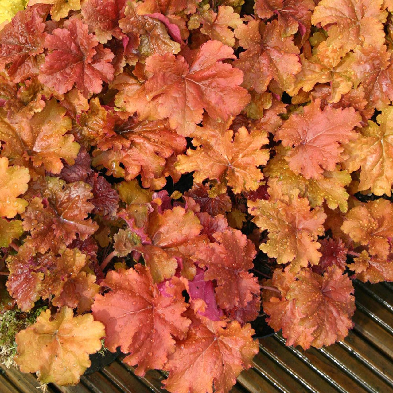 Heuchera marmalade six mile nursery llc